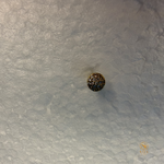 Round Nosepin