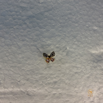 Butterfly Nosepin
