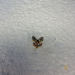 Butterfly Nosepin