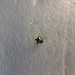 Star Nosepin